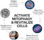 Optimize peak performance with Reviant Urolithin A for cellular energy